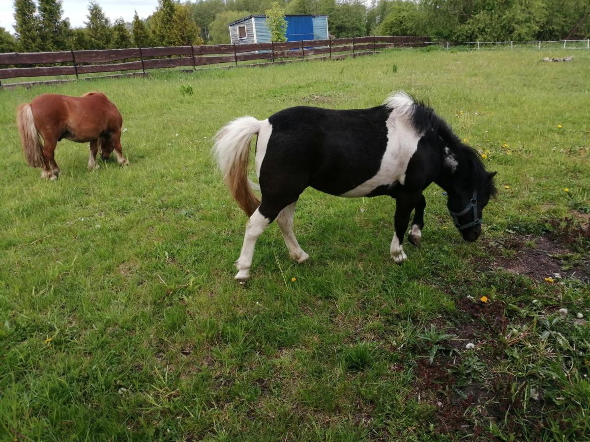 Biebrzanska Zagroda Dolistowo Stare Bagian luar foto